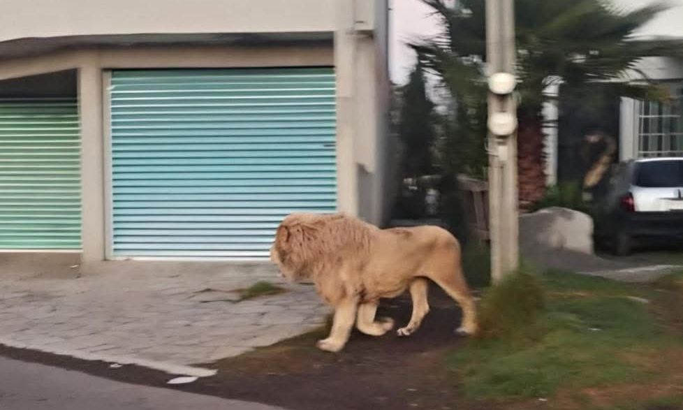 Video: Λιοντάρι έκοβε βόλτες στους δρόμους της πόλης