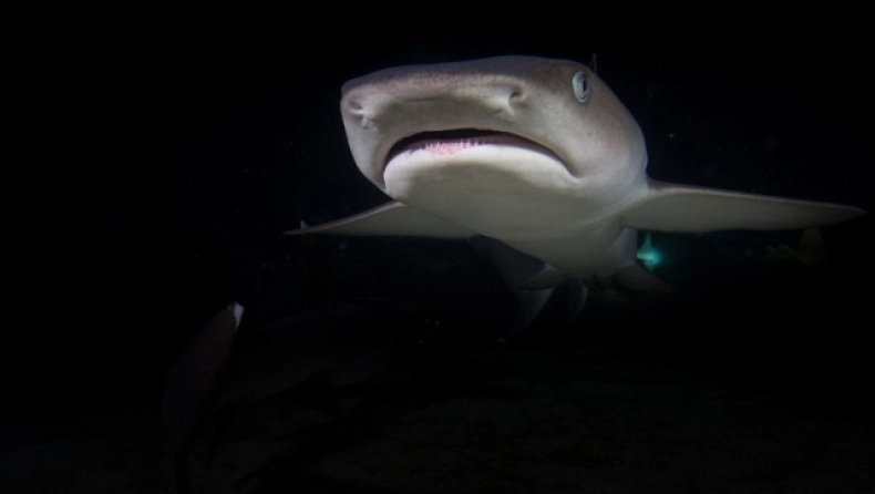 Ο τραγικός λόγος για τον οποίο δεν υπάρχουν λευκοί καρχαρίες σε ενυδρεία