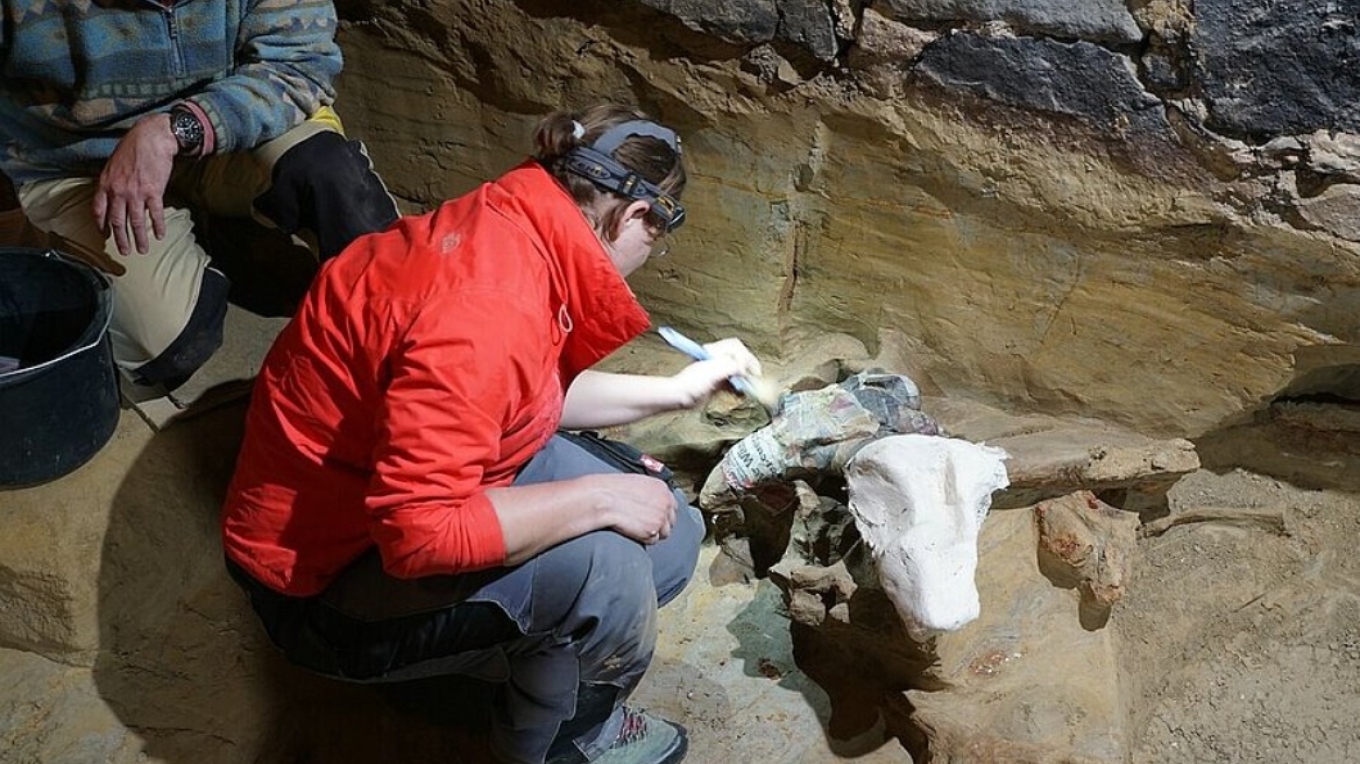 Τουλάχιστον 300 οστά μαμούθ βρέθηκαν σε κελάρι σπιτιού στην Αυστρία