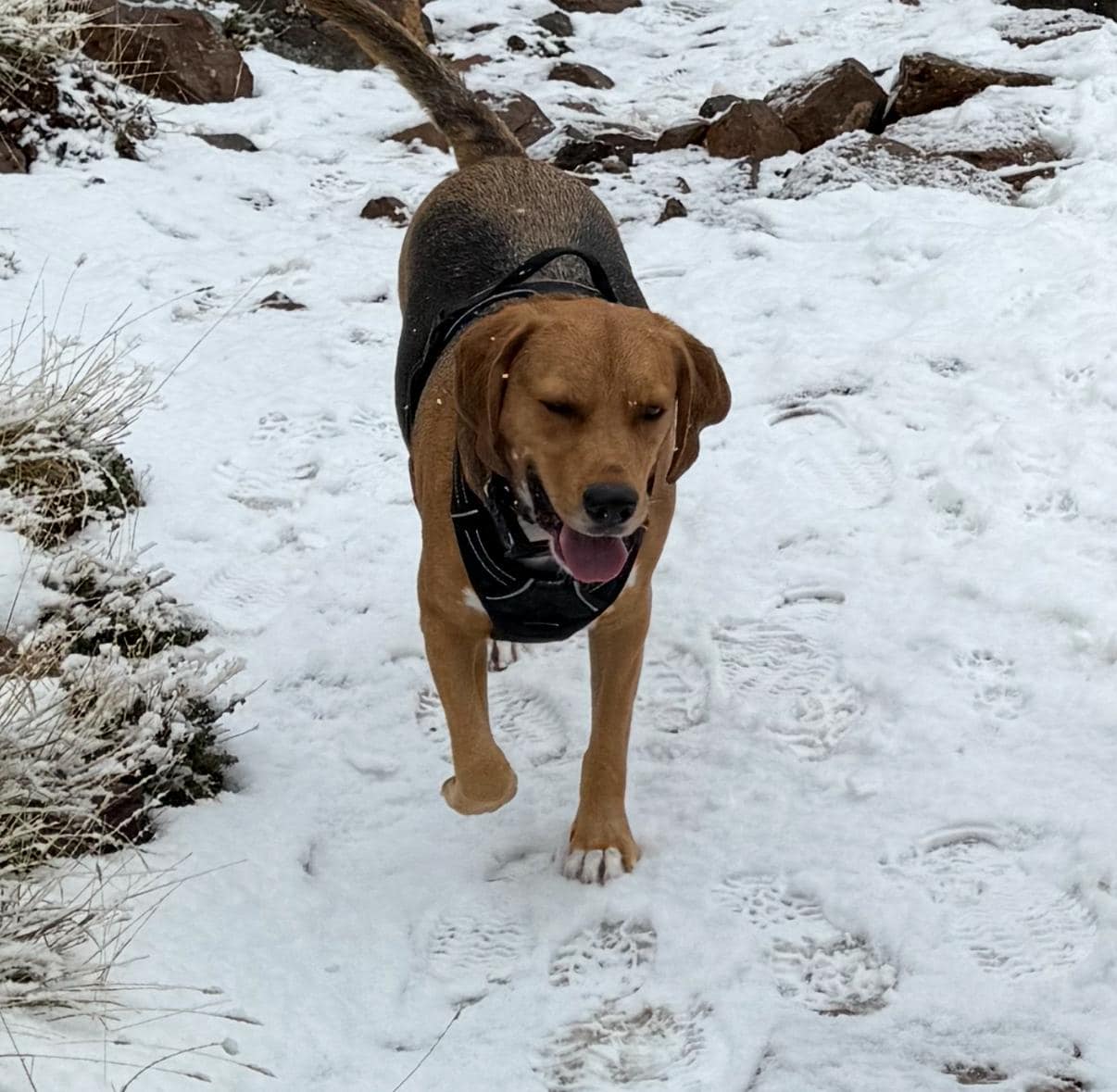 Άφαντος παραμένει ο Balou που χάθηκε στο Τρόοδος το Σάββατο – Πού θεάθηκε τελευταία φορά