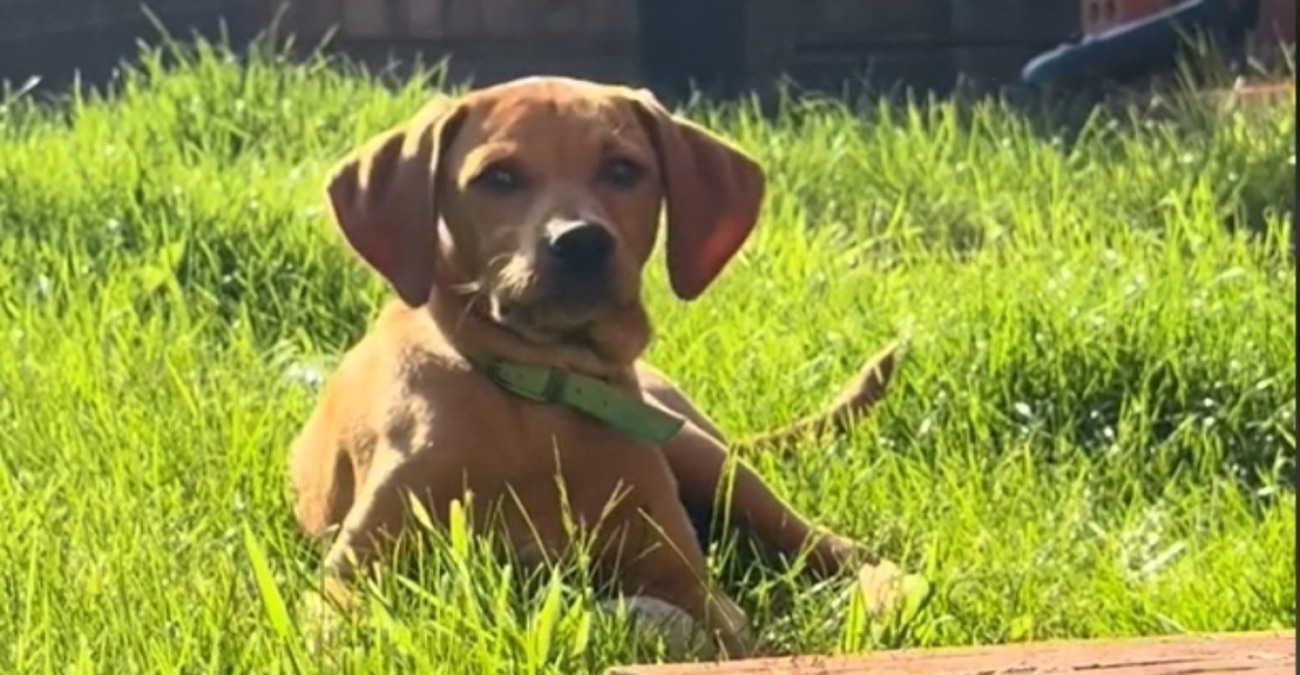 Ρόδος: Αγγλίδα τουρίστρια βρήκε αδέσποτο σκύλο και έκανε τα πάντα για να το υιοθετήσει - Ο έρανος και το συγκινητικό βίντεο