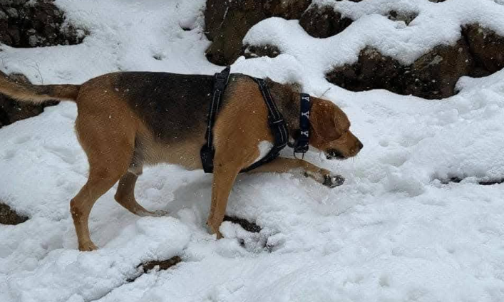 Αίσιο τέλος: Εντόπισαν τον Balou που είχε χαθεί στο Τρόοδος