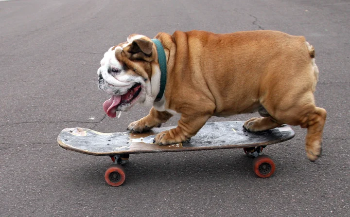 Chowder, το μπουλντόγκ που κάνει skateboard και έχει γίνει viral στο TikTok